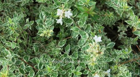 Abelia x grandiflora 'Radiance' has creamy yellow-edged green leaves that mature to a silver-green and cream with white flowers at a compact size of 2-3.’