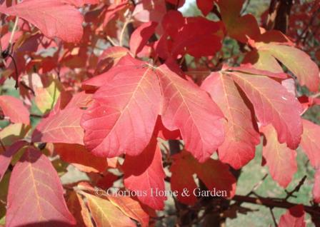 Acer griseum, paperbark maple, has some of the best fall coloration as well as beautiful exfoliating bark.