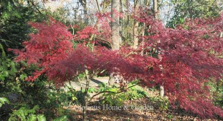 Acer palmatum 'Seiryu' has green summer foliage which turns rich orange-red to crimson red in fall.