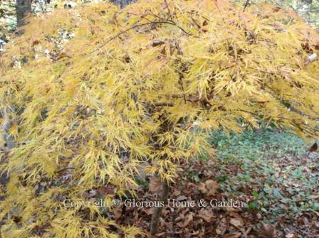 Acer palmatum ssp. dissectum 'Viridis' is a green dissected type which turns a beautiful yellow in fall.