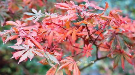 Acer palmatum x shirasawanum 'Trompenburg' has purple leaves in the summer that turn reddish-orange in fall.