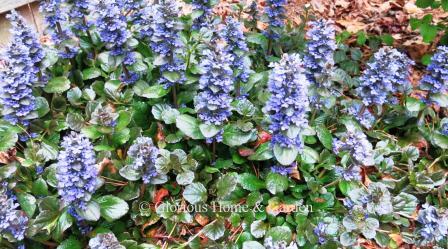 Ajuga reptans 'Caitlin's Giant' has larger leaves of green to purple and larger flower spikes than other cultivars.