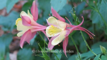 Aquilegia 'Swan Pink and Yellow'