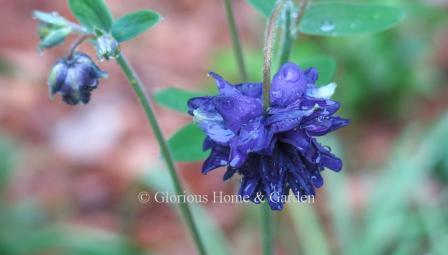 Aquilegia vulgaris var. stellata 'Blue Barlow'