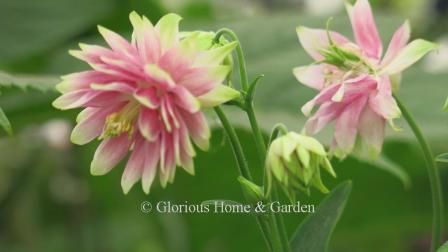 Aquilegia vulgaris var. stellata 'Nora Barlow'