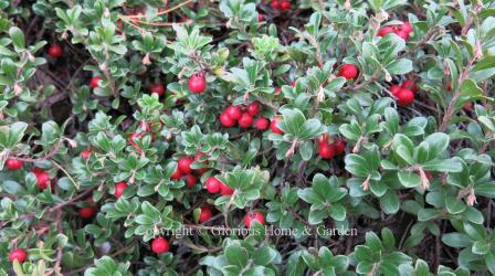 Arctostaphylos uva-ursi 'Massachusetts'