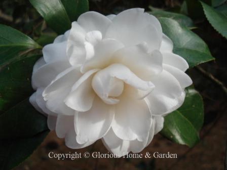 Camellia japonica 'Alba Plena'