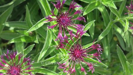 Centaurea montana 'Amethyst Dream' has purple flowers.