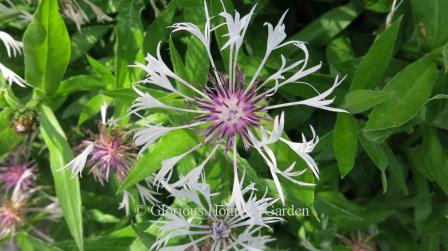 Centaurea montana 'Amethyst in Snow' has white flowers with a purple center.