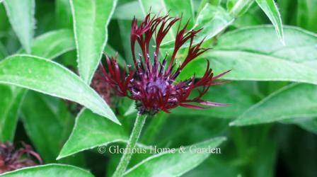 Centaurea montana 'Jordy' has striking deep burgundy flowers with a blue center.