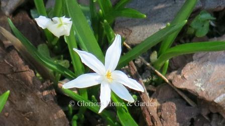 Chionodoxa forbesii 'Alba'