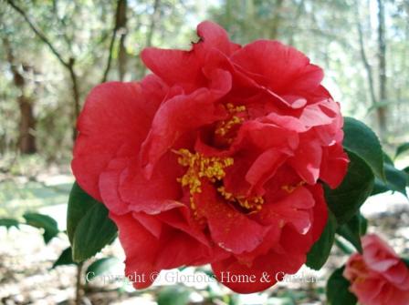 Camellia japonica 'Kramer's Supreme'