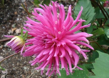 Dahlia 'Jane' is a large purple dahlia of the incurved cactus type.