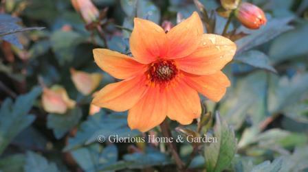 Dahlia 'Mystic Spriit' is a single type in a soft apricot color with darker orange center.  The foliage is an unusual dark mahogany.