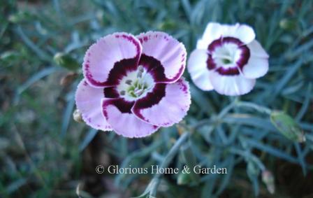 Dianthus 'Dessert™ Series Raspberry Swirl' opens white with a dark raspberry ring and darkens to pink with the ring and dark raspberry edges on the petals.