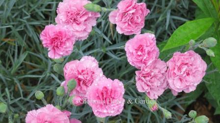 Dianthus 'Devon Cottage™  Rosy Cheeks' is a double pink evergreen hybrid dianthus and very fragrant.