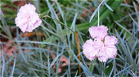 Dianthus plumarius 'Rose de Mai' has pale pink fringed double flowers with a slightly pinker eye.