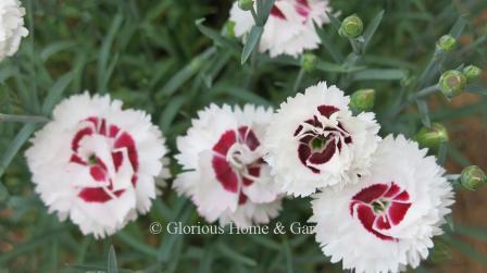 Dianthus 'Scent First® Coconut Surprise' is white with a burgundy center and a lovely spicy fragrance.