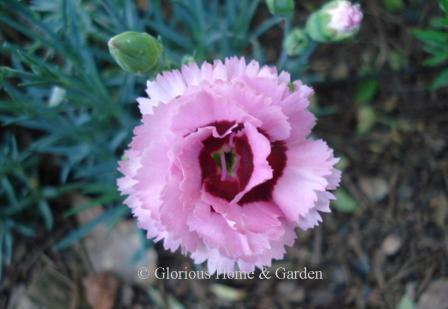 Dianthus 'Scent First® Raspberry Surprise' is a soft pink with dark raspberry center and delightful spicy fragrance.