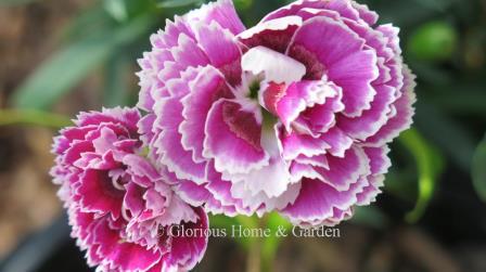 Dianthus SuperTrouper™ 'Magenta+White' has large double flowers of magenta and white and a delightful spicy fragrance.