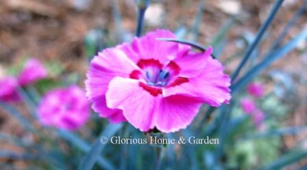 Dianthus 'American Pie® Bumbleberry Pie' is deep pink with a red center ring and lightly fringed petal edges.