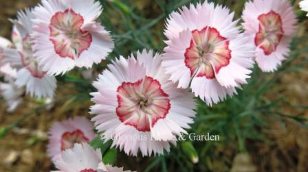 Dianthus 'American Pie® Georgia Peach Pie' is pale peach with a darker coral center ring and fringed petal edges.