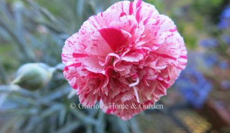 Dianthus 'Devon Cottage™  Pinball Wizard' is delightfully double and streaked in shades of pink and rose.