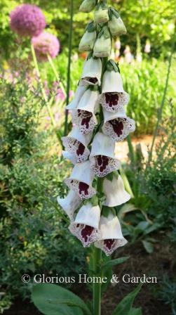 Digitalis 'Pam's Choice' is a beautiful foxglove variety with white flowers and heavily splotched throats of maroon.