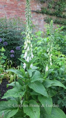 Digitalis purpurea 'Alba' is tall, stately, and pure white--=classic.