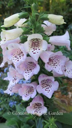 Digitalis purpurea 'Camelot™ Lavender' is a beautiful lavender foxglove with darker spots inside the "gloves."