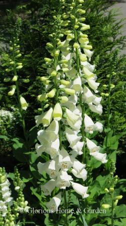 Digitalis purpurea 'Camelot White' is a tall white foxglove with spots of tan or gold inside the "glove."