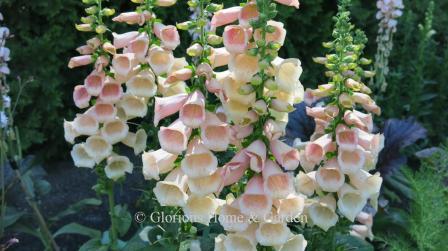 Digitalis purpurea 'Dalmatian Peach' has a lovely soft cream and peach spires with light spotting inside.