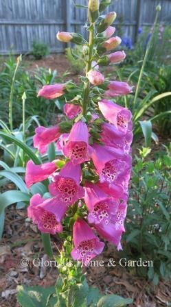 Digitalis purpurea 'Dalmatian Rose'