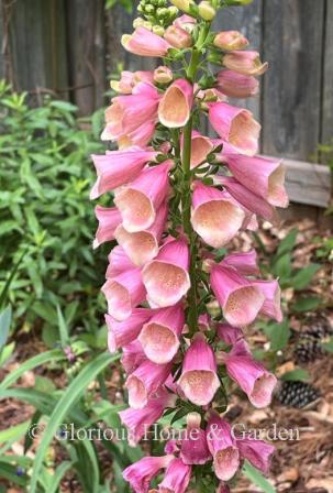 Digitalis x 'Arctic Fox™ Rose' is a beautiful hybrid foxglove with pink exteriors and soft apricot interiors.