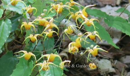 Epimedium 'Amber Queen' has golden flowers with white tips.  Very floriferous, it blooms for a long time. A must have for the shade garden.