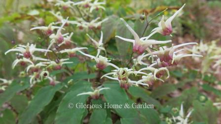 Epimedium 'Domino' is a remarkable cultivar, producing masses of white-spurred flowers tinged with raspberry that look like a flock of flying birds, from the end of February to the end of May in my 8a garden.