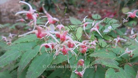 Epimedium 'Pink Champagne'  is another outstanding cultivar.  It covers itself with rosy-pink flowers with paler spurs.  Simply an excellent choice for a semi-shady woodland garden.  Evergreen.