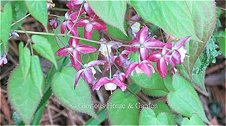 Epimedium x rubrum has red-flushed heart-shaped foliage turning to green, and flowers with red sepals which open like wings exposing the true flowers of light yellow.