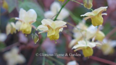 Epimedium x versicolor 'Sulphureum' delights in early spring with yellow flowers with pinkish spurs and paler yellow sepals.  Evergreen.