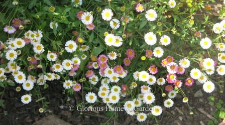 Erigeron karvinskianus, or Mexican daisy, is a charming spring perennial that opens white and fades to rose and purple.  Nice around walks, steps, in crannies in walls, and containers.