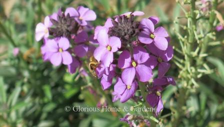 Erysimum linifolium 'Bowles' Mauve'