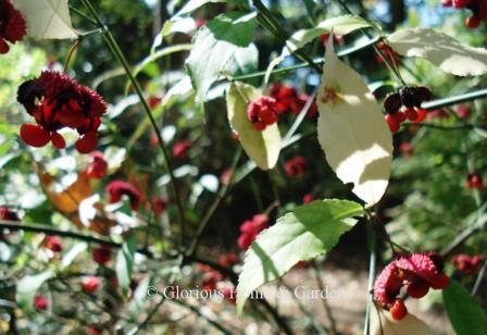 Euonymus americanus