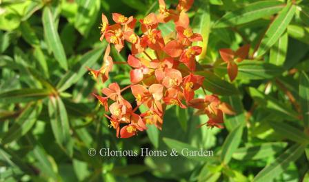 Euphorbia griffithii 'Dixter' has tiny yellow flowers surrounded by orange bracts that give the illusion of a larger flower.