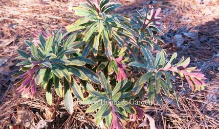 Euphorbia x martinii 'Ascot Rainbow' has yellow and green variegated foliage, pinkish new growth followed by yellow and green bracts centered by tiny red flowers.