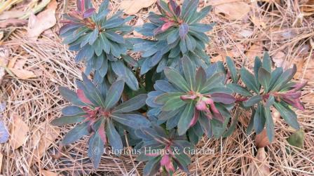 Euphorbia x martinii 'Tiny Tim' has dark green leaves flushed with burgundy and burgundy stems followed by lime green bracts centered by tiny red flowers.