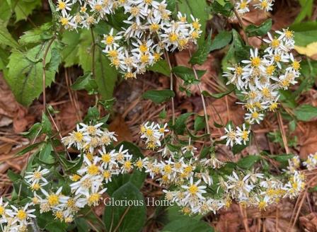 Eurybia divaricata is a native eastern U.S. native with small white starry flowers which blooms prolifically in late summer and into October.