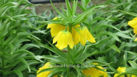 Fritillaria imperialis 'Maxima Lutea' features clear yellow bell-shaped flowers hanging beneath a tuft of leaves on a 2 1/2 to 3' h. plant.