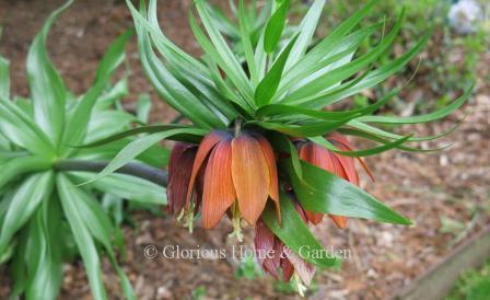 Fritillaria imperialis 'Maxima Rubra' has orangey-red flowers beneath a pineapple-like topknot of leaves atop a 23' h. plant.