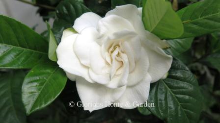 Gardenia jasminoides 'Aimee' has large, double white exquisite rose-like flowers that are very fragrant.
