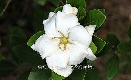 Gardenia jasminoides 'Buttons' has small single white daisy-like blooms.
